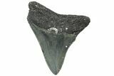 Juvenile Megalodon Tooth - North Carolina #308597-1